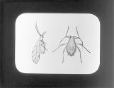 Plant Lice-Anthropoda-Male and Female