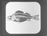 Skeleton of Fish