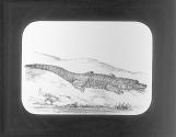 Alligator