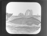 Whale