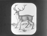 Red Deer