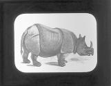 Rhinoceros