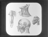 Muscles of Head, Neck and Face