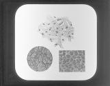 Capillaries A frog foot B air cells of human lung C villi of jejumum