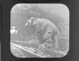 Elephant at Work-Siam