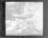 Trillium