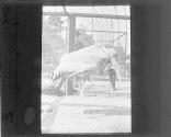 Seneca Park-Stork