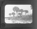 Group of Palmetto Trees, Florida