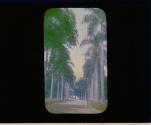 Avenue of Royal Palms - Botanical Garden - Buitenzork Java