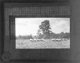 At Pasture