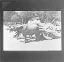 Bullock Cart