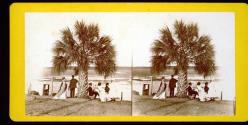 [Group under Palmetto tree]