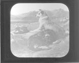 Shepherd's Bible. Landseer.