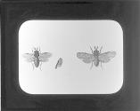 Saw Flies.