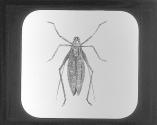 Katydid.