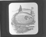 Swell and Sun Fish.