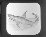 White Shark.