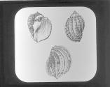 Harp Shell.