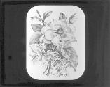 Magnolia and Passion Flower.