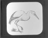 White Stork.