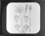 Apiocrintes and Actinocrintes.