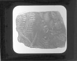 Fossil Fern.