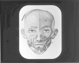 Muscles of the Face.