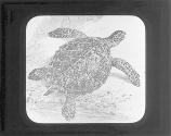 Hawksbill Turtle