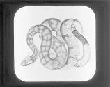 Rattlesnake- Crotalus Durisus