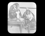 Chimpanzees Jiggs & Maggie