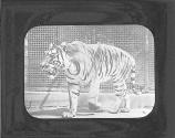 Bengal Tiger