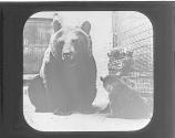 Alaskan Bear