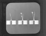 Spectroscopic Ind. Rapid Motion Pronimences