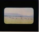 Scene in Rice Field Near Garoet Java