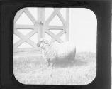 Zoology Hampshire Down Sheep.