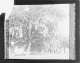 "The New Orleans Exposition"