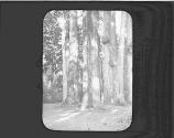 The Seven Sisters Stanley Park Vancouver.