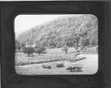 Connecticut Tobacco Farm 1889.