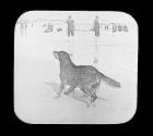 'Fetch it Sir' Atlantic City N.J.