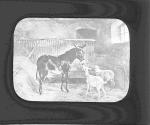 [Donkey and sheep in a stable]