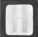 Vertical Section of Calamite. Vertical Section of Calamite, Cut Throu gh Node. (On Slide)