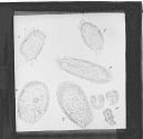 Fig. 12. Paramecium & C.