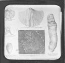 Fig. 94.-Productus Punctatus, Carb. Limestone. Fig.95.-Productus Gigan teus, Carb. Limestone....