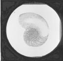 Nautilus Pompilius.