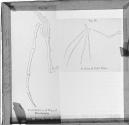 Fig. 58. Fossil Skeleton of Wing of Pterodactyle. Fig. 59. ....