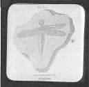 Fig. 45. Fossil Dragon-Fly. Solenhofen