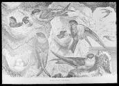 Edible-Nest Swiftlets