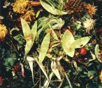 9/28/92 (honeydew & slug)