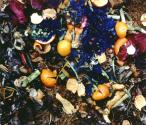 12/27/92 (red cabbage)
