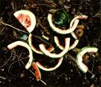 8/31/93 (Watermelon Rinds)